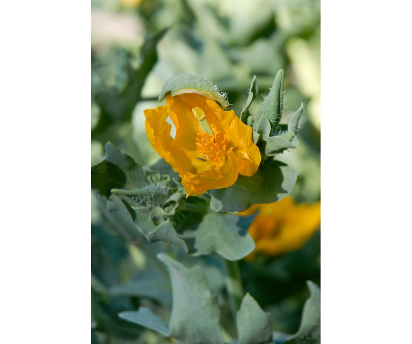 Yellow Hornpoppy